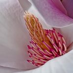 Magnolienblüte