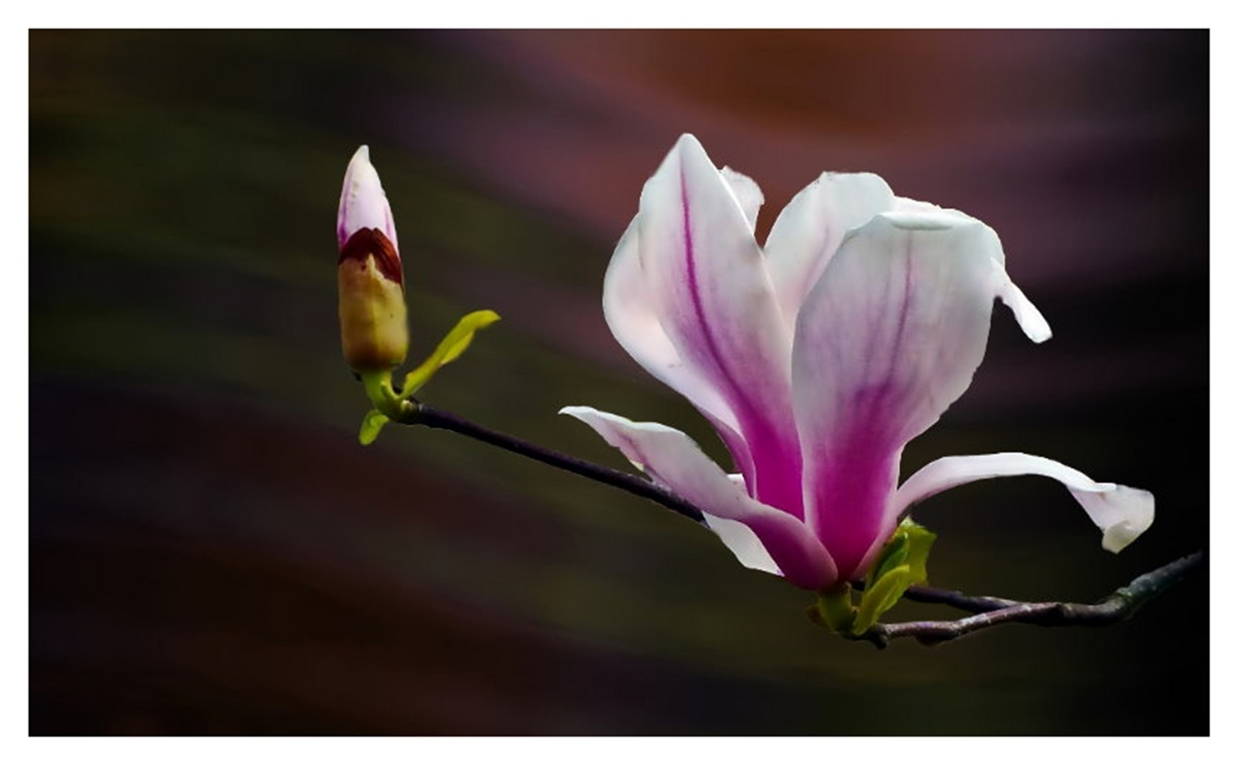 Magnolienblüte