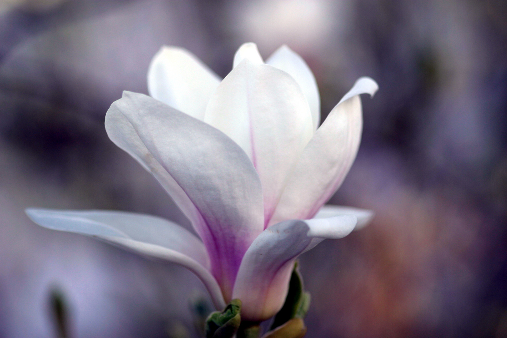 Magnolienblüte