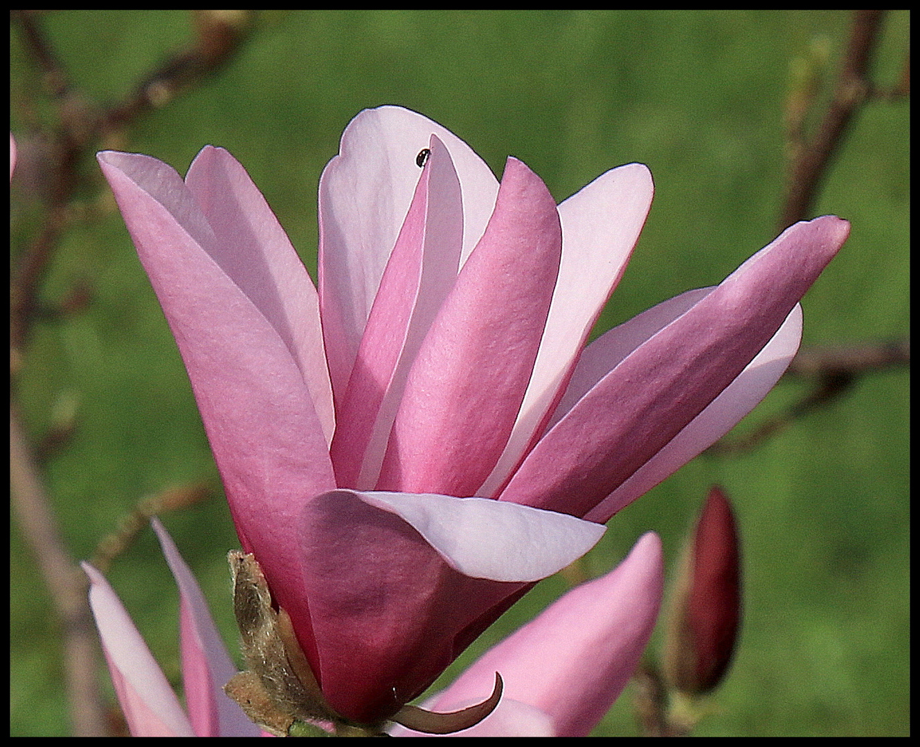 Magnolienblüte