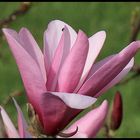 Magnolienblüte