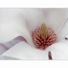 Magnolienblüte 3