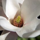 Magnolienblüte