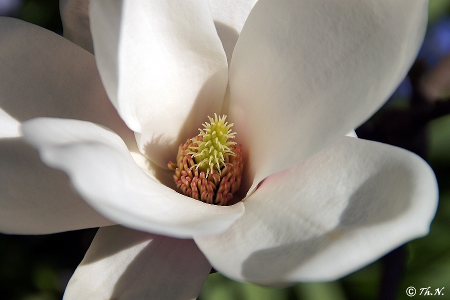 Magnolienblüte