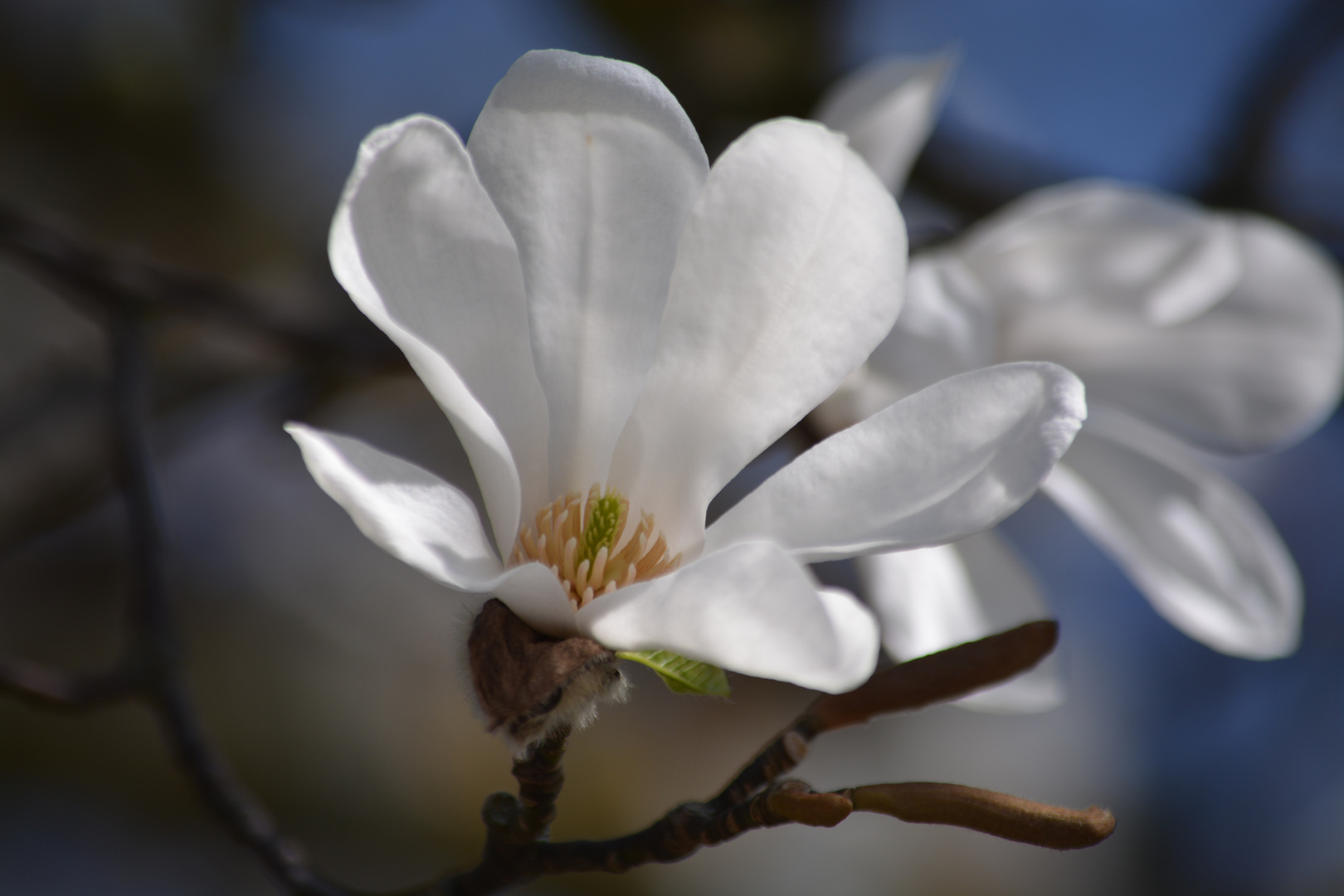 Magnolienblüte 