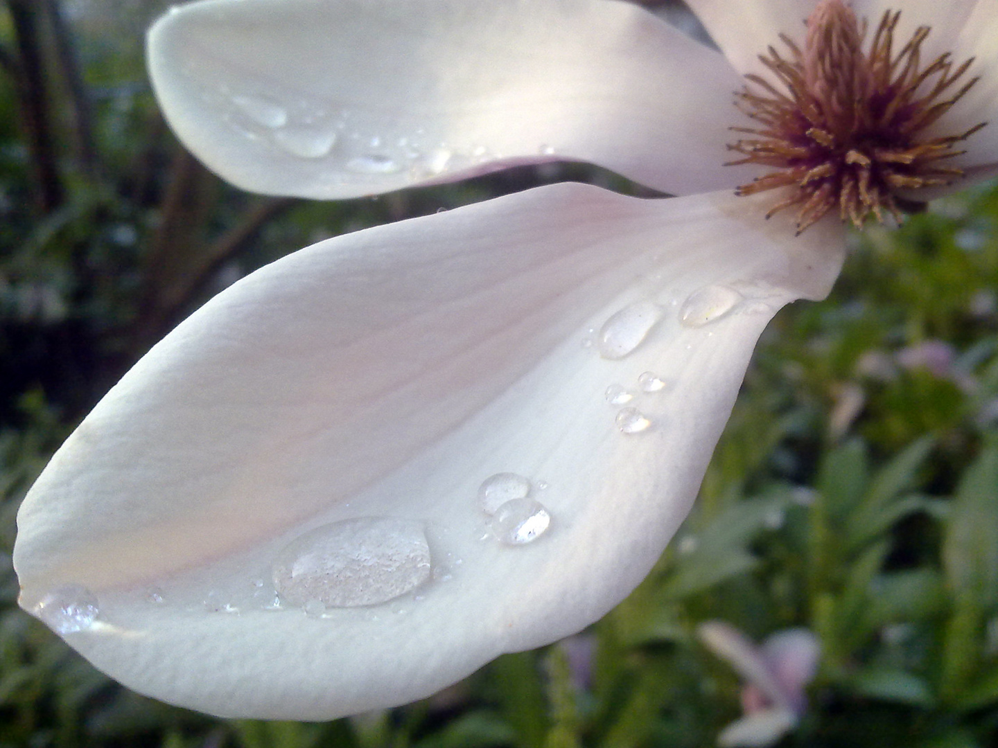 Magnolienblüte