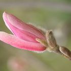 Magnolienblüte