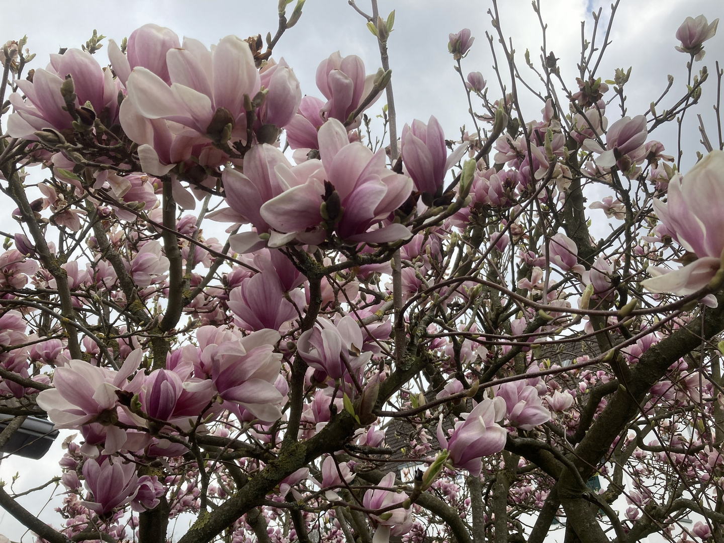 Magnolienblüte