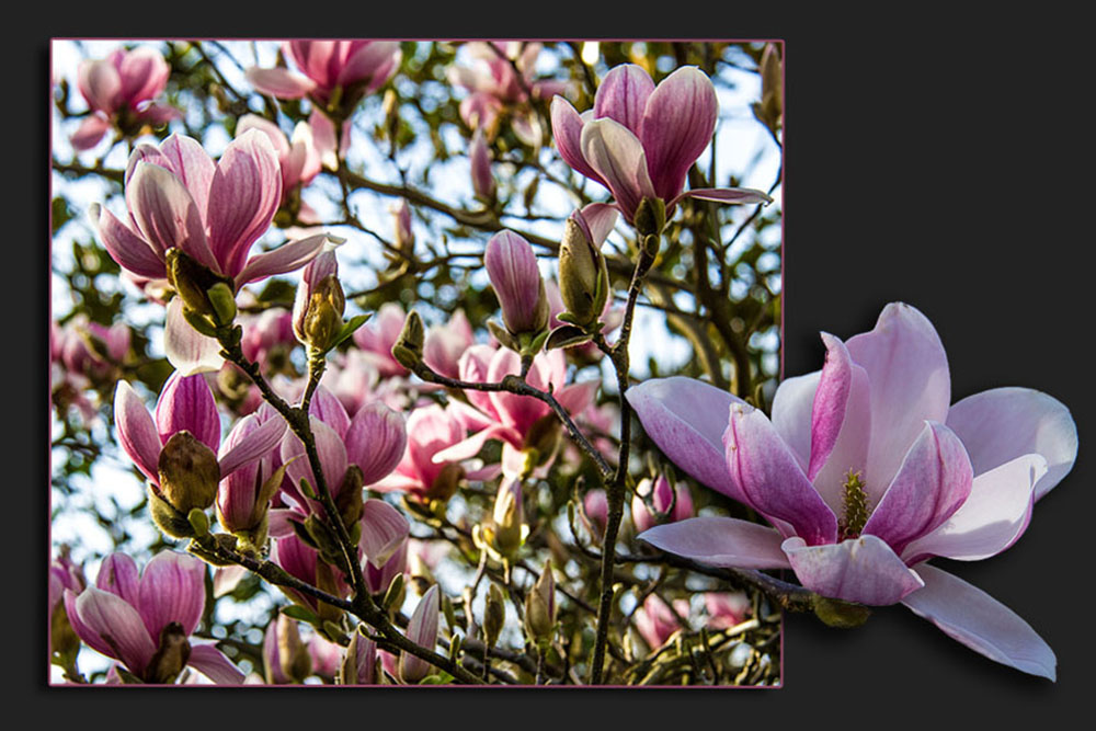 MAGNOLIENBLÜTE