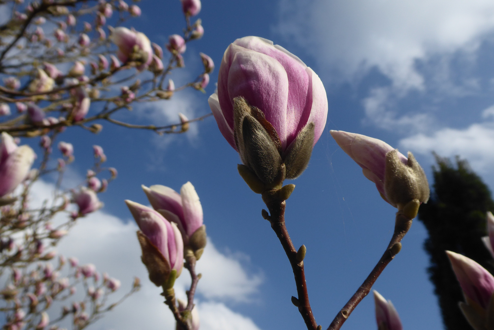 Magnolienblüte