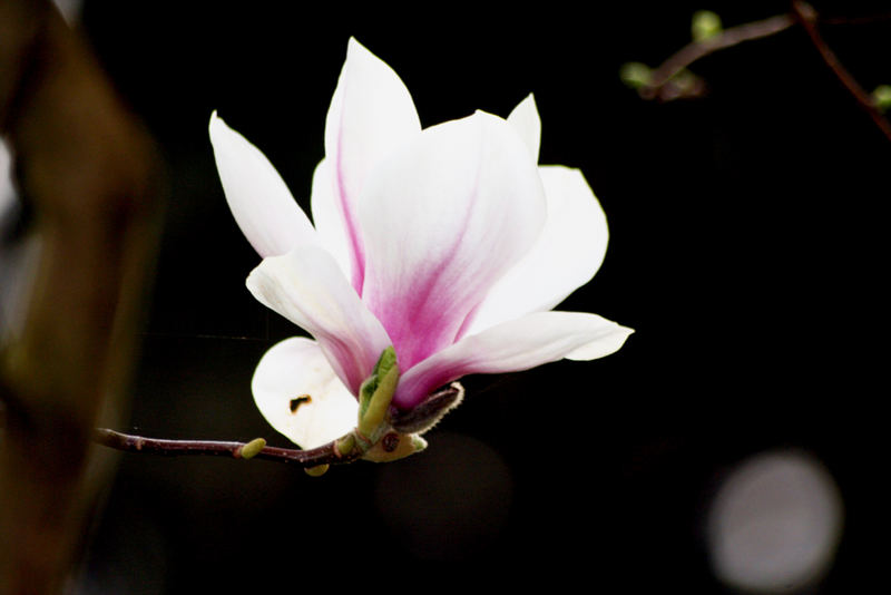 Magnolienblüte