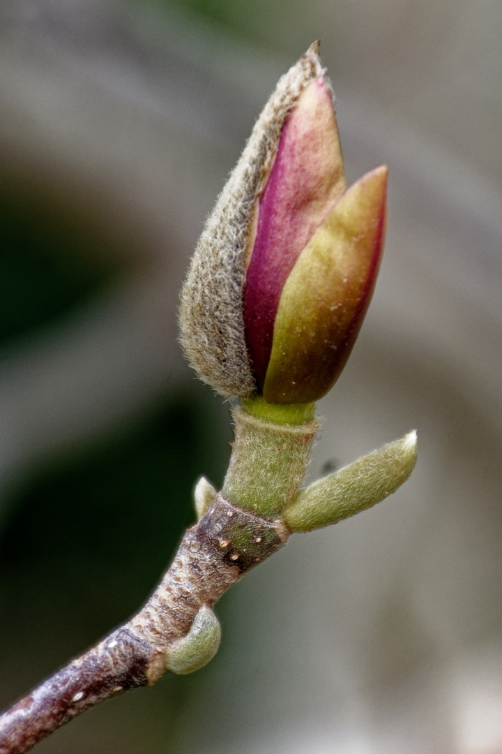 Magnolienblüte