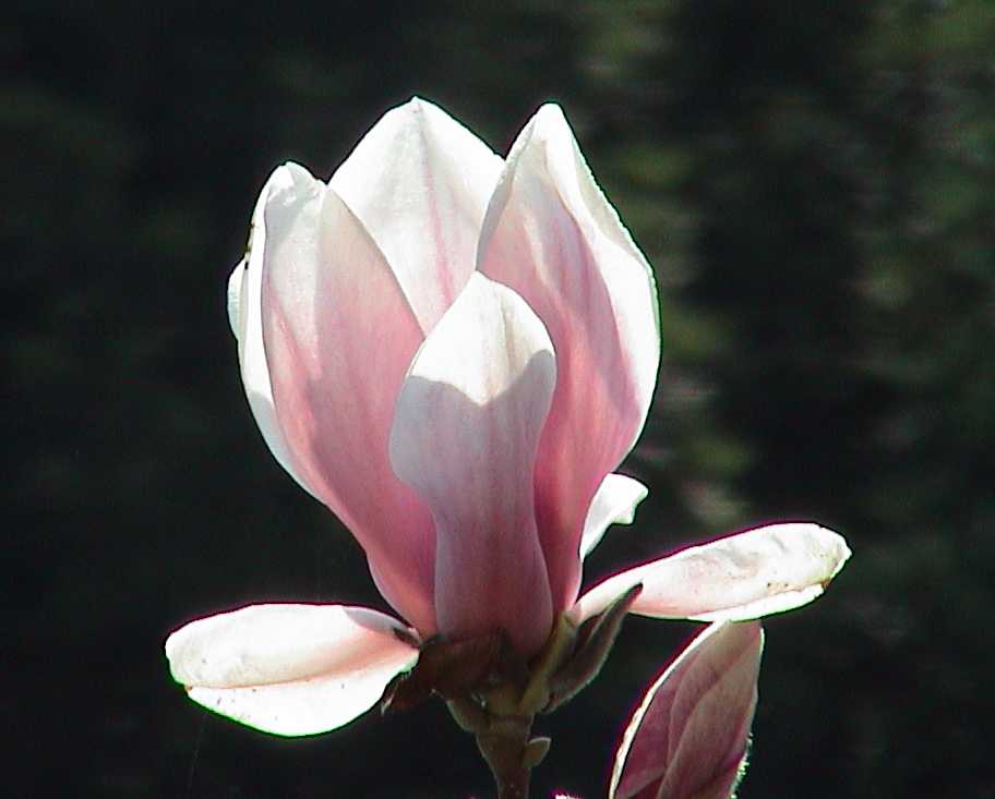 Magnolienblüte