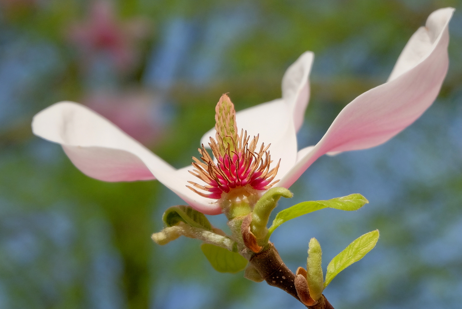 Magnolienblüte