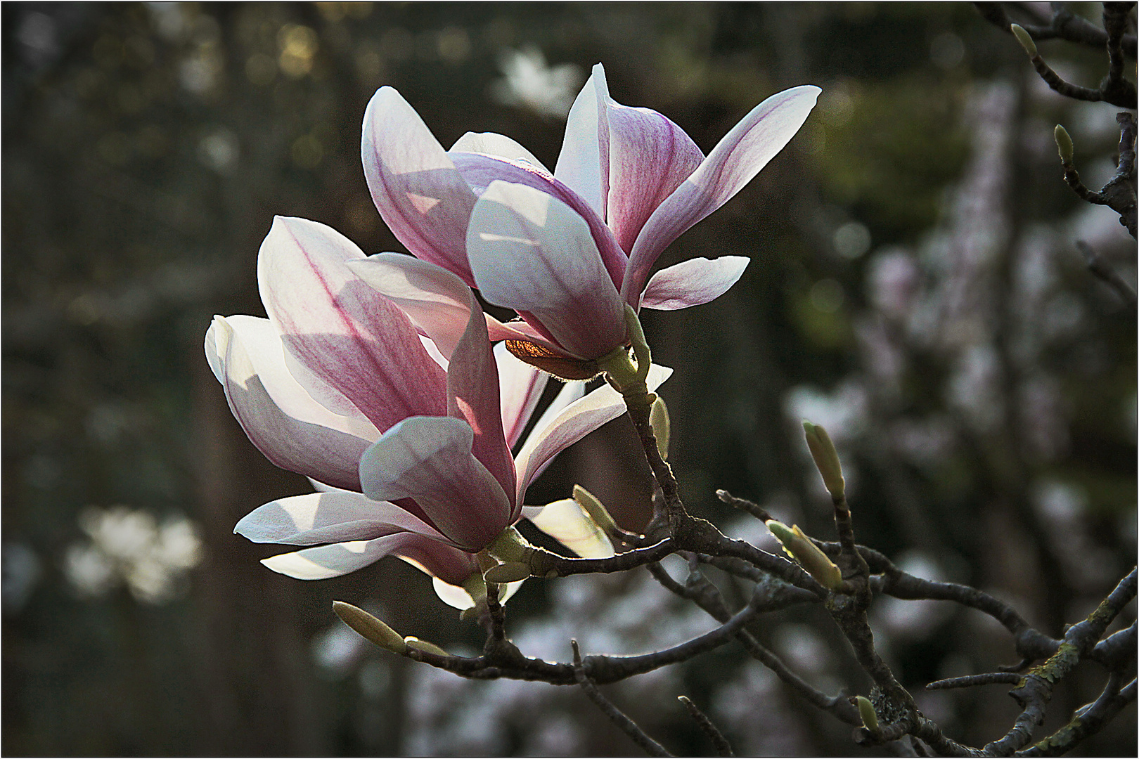 Magnolienblüte ...