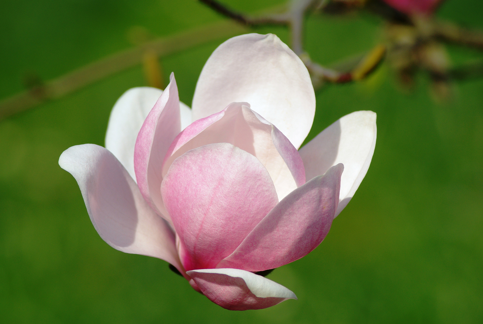 Magnolienblüte