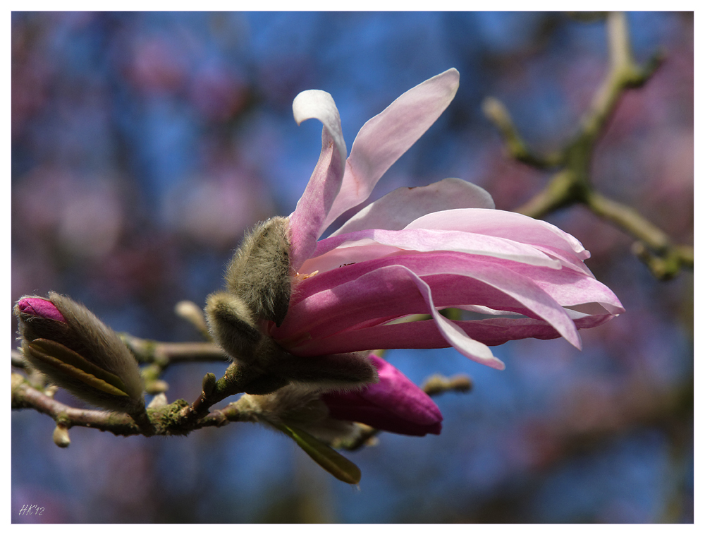 Magnolienblüte