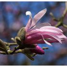 Magnolienblüte