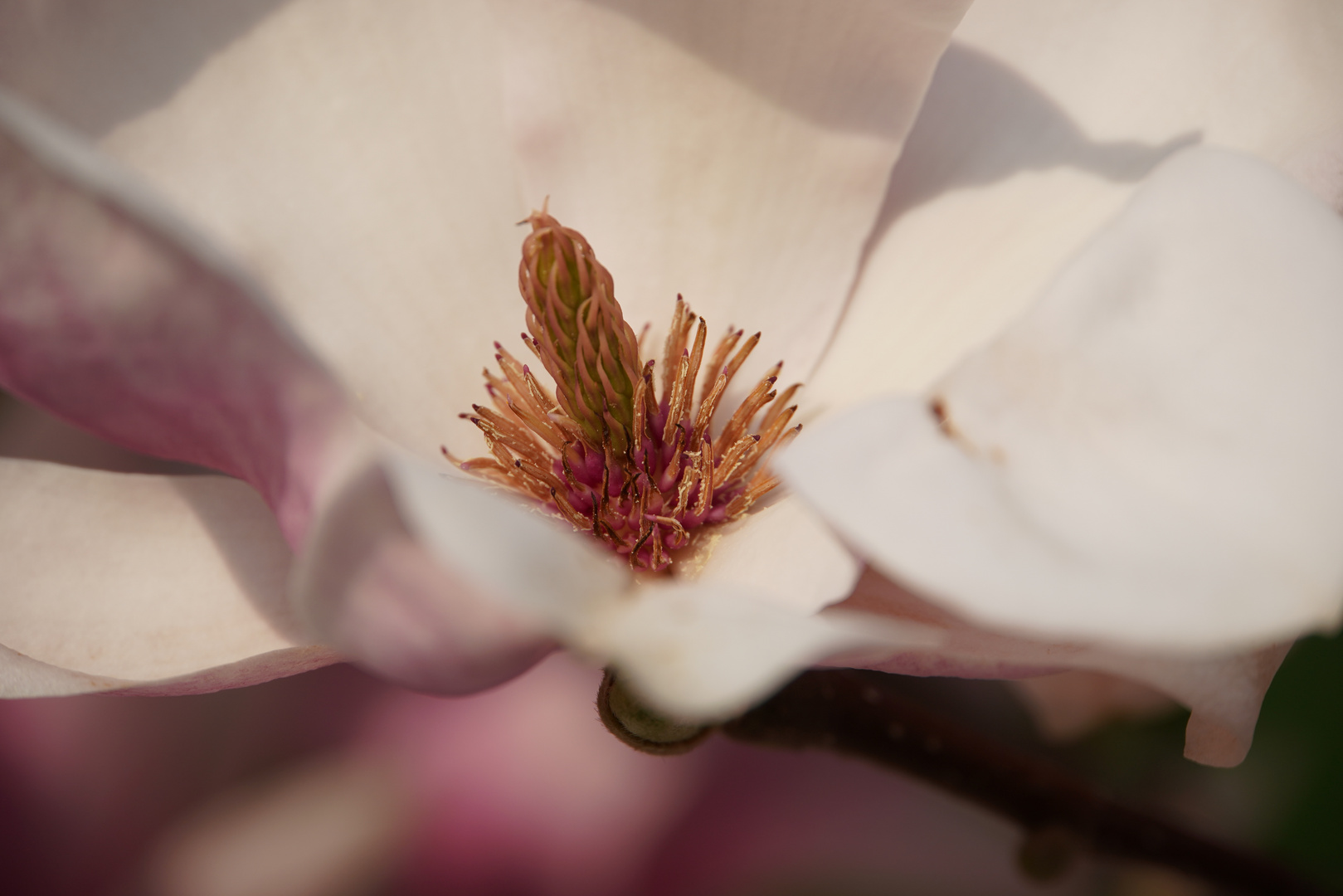 Magnolienblüte