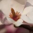 Magnolienblüte