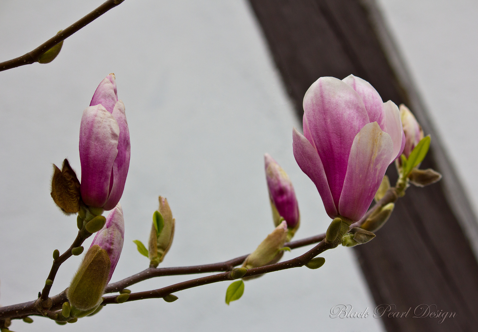 Magnolienblüte