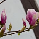 Magnolienblüte