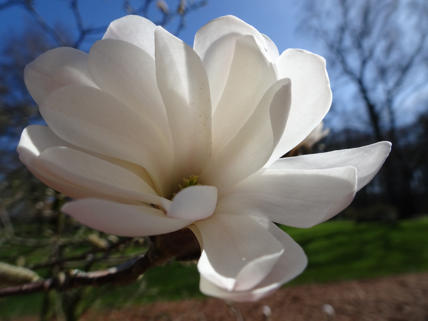 Magnolienblüte 