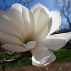 Magnolienblüte 