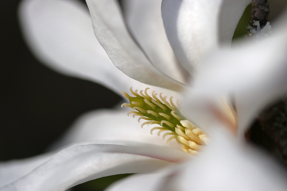 Magnolienblüte