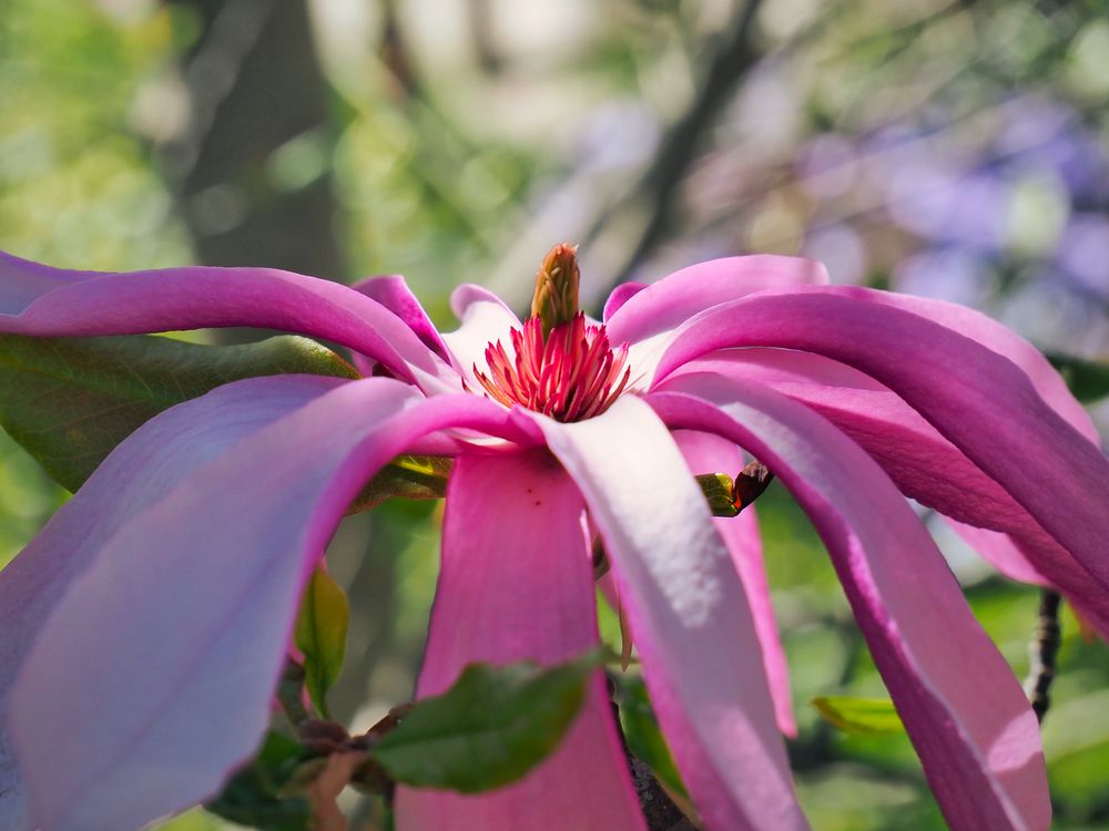 Magnolienblüte