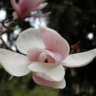 Magnolienblüte