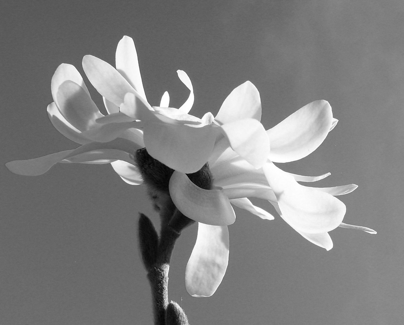 Magnolienblüte