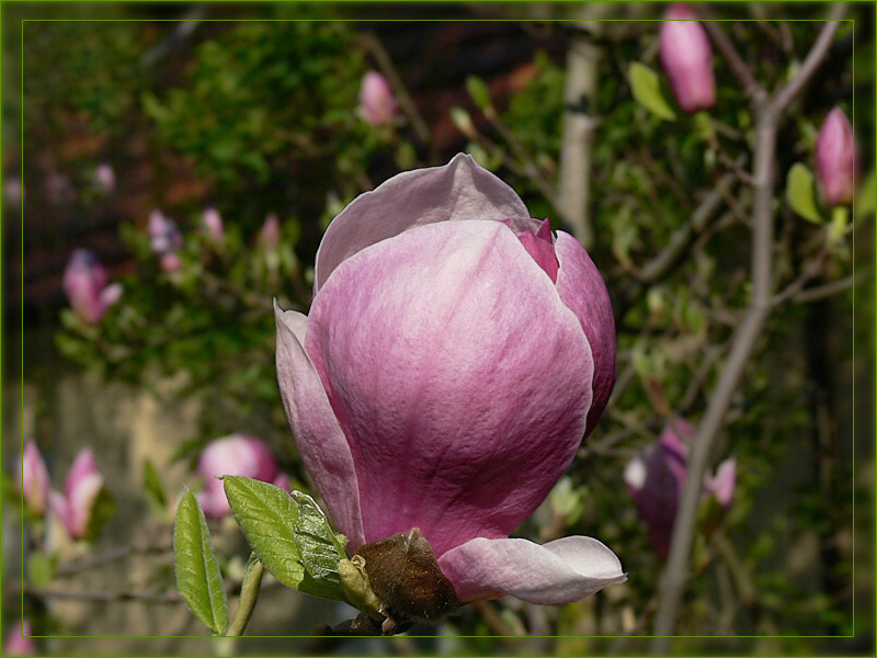 - Magnolienblüte -