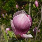 - Magnolienblüte -