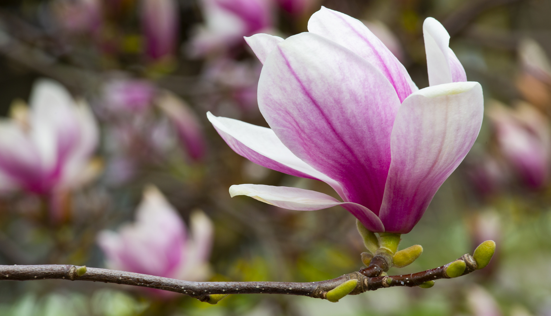 Magnolienblüte