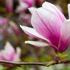 Magnolienblüte