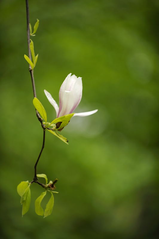 Magnolienblüte