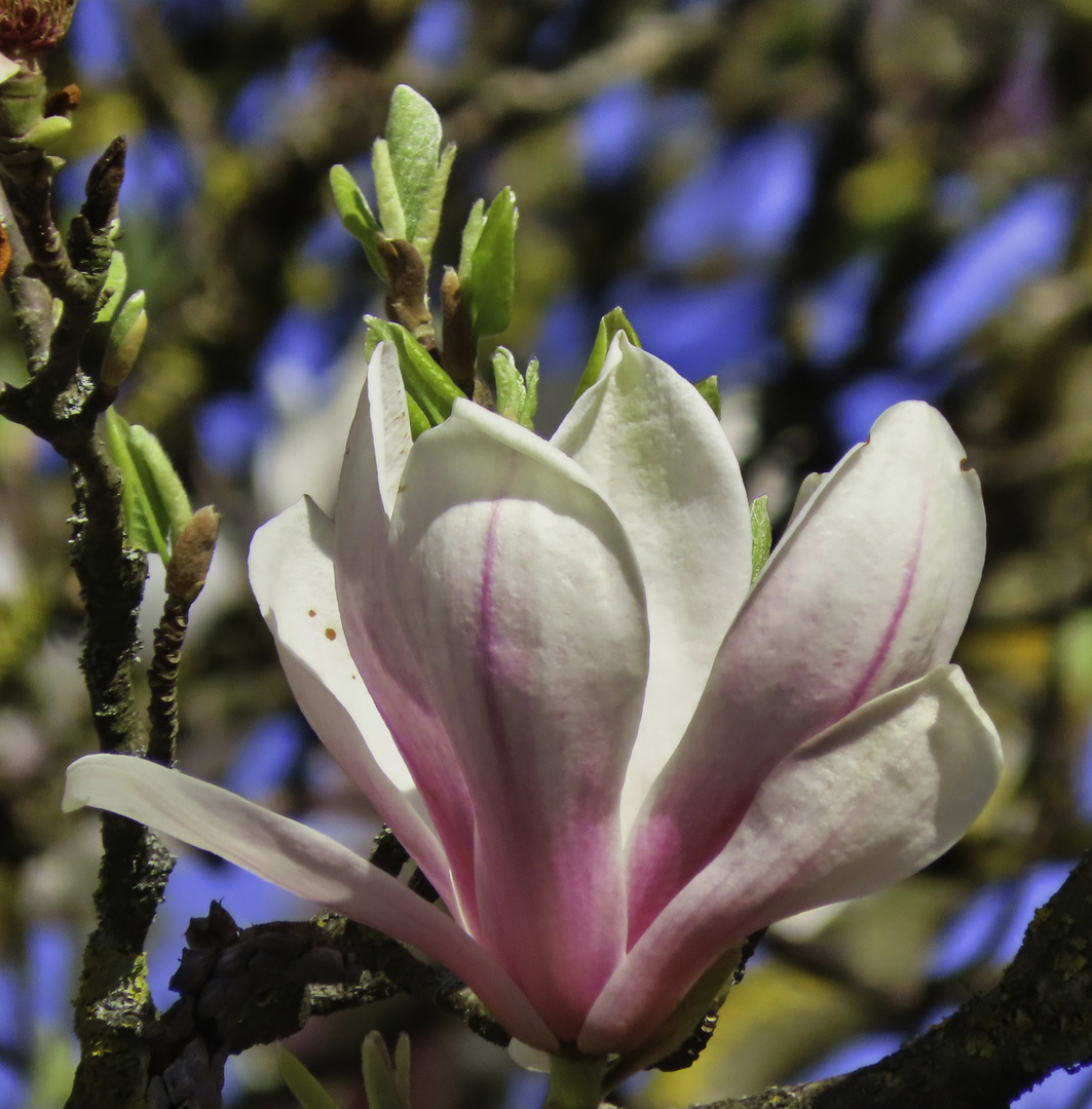 Magnolienblüte