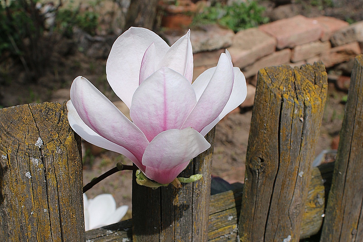 Magnolienblüte