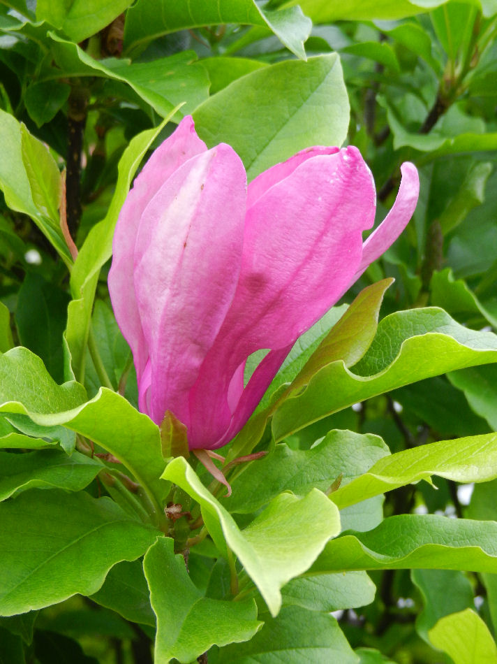 Magnolienblüte