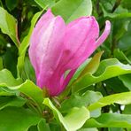 Magnolienblüte