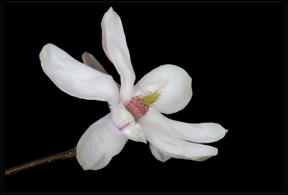 Magnolienblüte