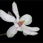 Magnolienblüte