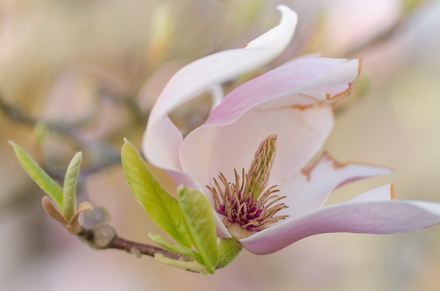 Magnolienblüte