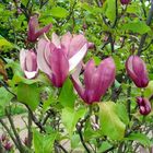 Magnolienblüte