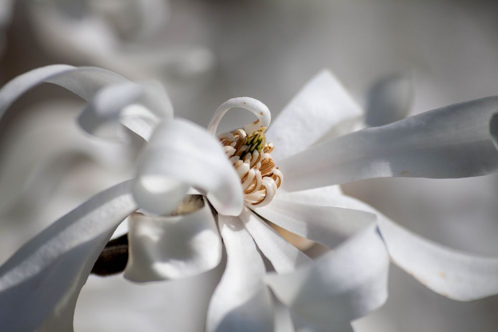 Magnolienblüte