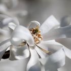 Magnolienblüte