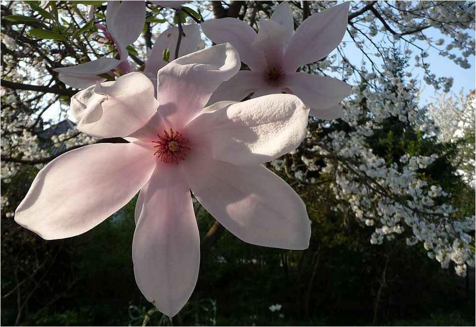 Magnolienblüte