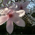 Magnolienblüte