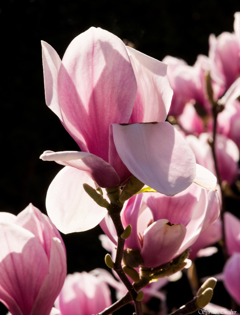 Magnolienblüte